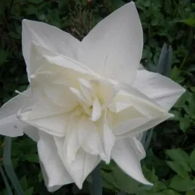 Daffodil White Medal